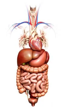 3d rendered medically accurate illustration of Digestive System  and heart Stock Illustration