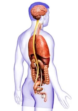 3d rendered medically accurate illustration of male  Internal organs Stock Illustration