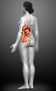 3d rendered medically accurate illustration of female Digestive System. Stock Illustration