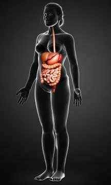 3d rendered medically accurate illustration of female Digestive System. イラスト素材