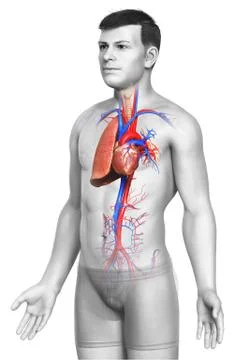 3d rendered, medically accurate illustration of a male lung anatomy Stock Illustration