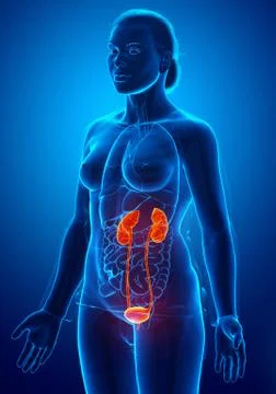 3d rendered, medically accurate illustration of the female highlighted kidney Stock Illustration