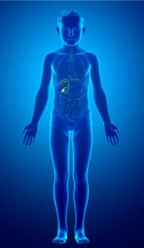 3d rendered medically accurate illustration of young boy Organs Gallbladder A Stock Illustration