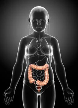 3d rendered, medically accurate illustration of girl large intestine anatomy Stock Illustration