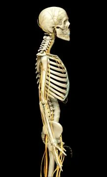 3d rendered medically accurate illustration of the nervous system and skeleto Stock Illustration