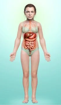 3d rendered medically accurate illustration of young girl Digestive System 스톡 일러스트