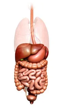 3d rendered medically accurate illustration of  Digestive System Stock Illustration