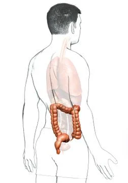 3d rendered, medically accurate illustration of male  large intestine anatomy Stock Illustration