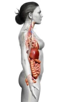 3d rendered medically accurate illustration of Female Digestive System  and h 스톡 일러스트