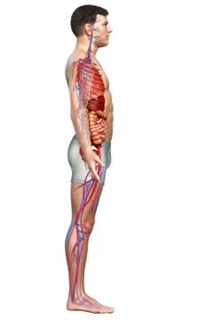 3d rendered medically accurate illustration of female Internal organs and cir Stock Illustration