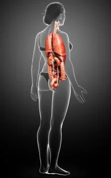 3d rendered medically accurate illustration of female Internal organs Stock Illustration