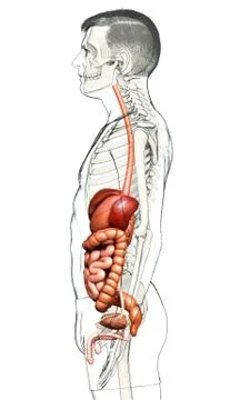 3d rendered medically accurate illustration of male Digestive System. 스톡 일러스트
