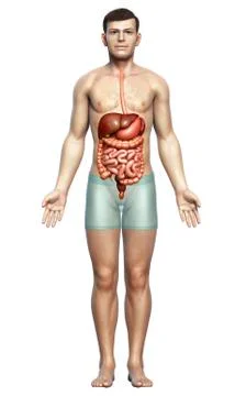 3d rendered medically accurate illustration of male Digestive System. Stock Illustration