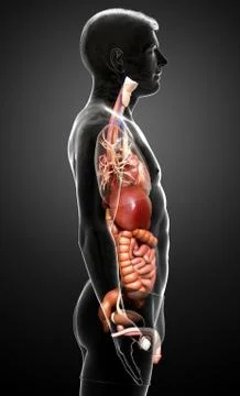 3d rendered medically accurate illustration of male Digestive System. Stock Illustration
