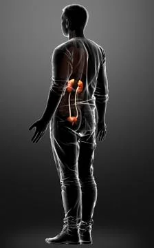 3d rendered, medically accurate illustration of the kidneys Stock Illustration