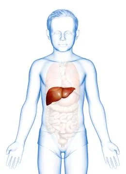 3d rendered, medically accurate illustration of  young boy Liver Anatomy Stock Illustration