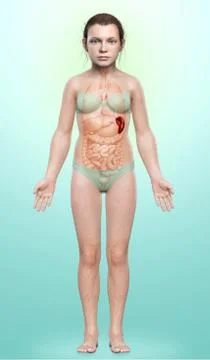 3d rendered, medically accurate illustration of a young girl Spleen Anatomy Stock Illustration