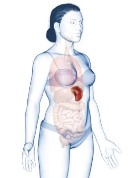 3d rendered, medically accurate illustration of a female Spleen Anatomy Stock Illustration