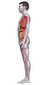 3d rendered medically accurate illustration of male Internal organs and circu Stock Illustration