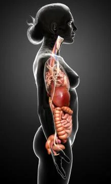 3d rendered medically accurate illustration of Female Digestive System  and h Stock Illustration