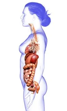 3d rendered medically accurate illustration of Female Digestive System  and h Stock Illustration