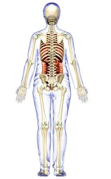 3d rendered medically accurate illustration of female  Internal organs and sk Stock Illustration