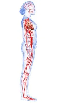 3d rendered medically accurate illustration of Female arteries Stock Illustration