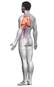 3d rendered, medically accurate illustration of a male lung anatomy Stock Illustration