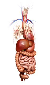 3d rendered medically accurate illustration of  Digestive System 库存插图