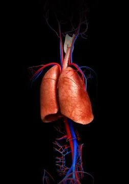 3d rendered, medically accurate illustration of a lung anatomy Stock Illustration