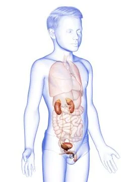 3d rendered, medically accurate illustration of the young boy kidneys anatomy Stock Illustration