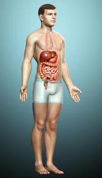 3d rendered medically accurate illustration of male Digestive System. Illustrazione stock