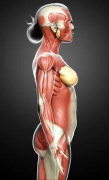 3d rendered medically accurate illustration of a female muscle system Stock Illustration