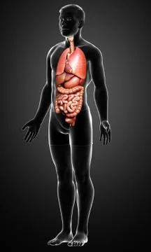 3d rendered medically accurate illustration of male  Internal organs Stock Illustration