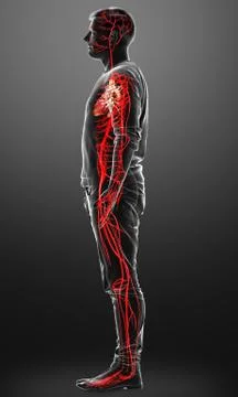 3d rendered medically accurate illustration of male arteries Stock Illustration