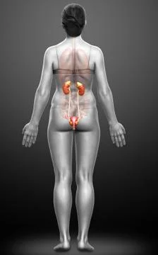 3d rendered, medically accurate illustration of female   kidneys Stock Illustration