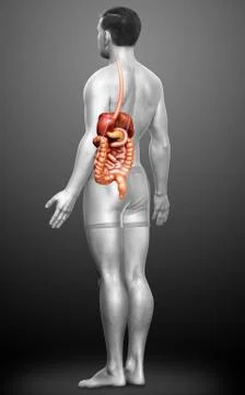 3d rendered medically accurate illustration of male Digestive System. Stock Illustration