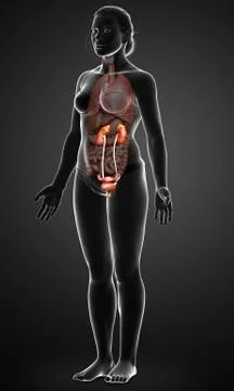 3d rendered, medically accurate illustration of female   kidneys Stock Illustration