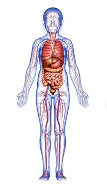 3d rendered medically accurate illustration of the young girl circulatory  sy Stock Illustration