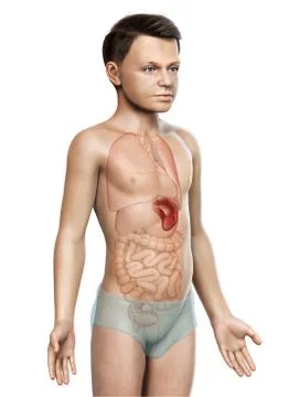 3d rendered, medically accurate illustration of a young boy Spleen Anatomy. Stock Illustration