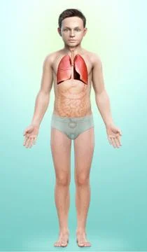 3d rendered, medically accurate illustration of a young boy lung anatomy Stock Illustration