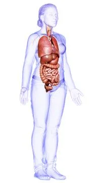 3d rendered medically accurate illustration of female Internal organs Stock Illustration