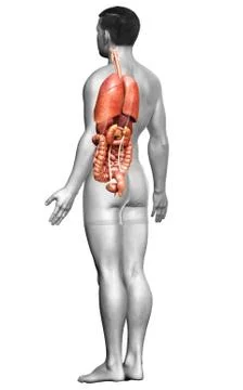 3d rendered medically accurate illustration of male  Internal organs Stock Illustration