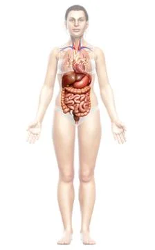 3d rendered medically accurate illustration of female Digestive System. Illustrazione stock