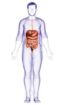 3d rendered medically accurate illustration of male Digestive System. Stock Illustration