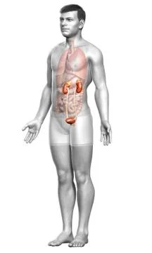 3d rendered, medically accurate illustration of the kidneys Stock Illustration