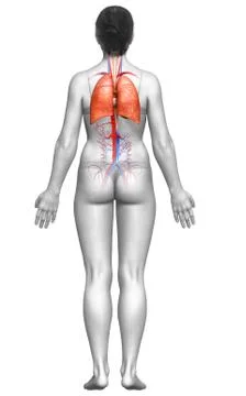 3d rendered, medically accurate illustration of a female lung anatomy Stock Illustration