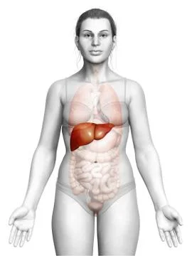 3d rendered, medically accurate illustration of female Liver Anatomy Stock Illustration