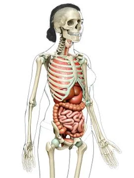 3d rendered medically accurate illustration of female  Internal organs and sk Stock Illustration
