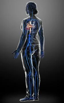 3d rendered medically accurate illustration of a female Veins anatomy Stock Illustration